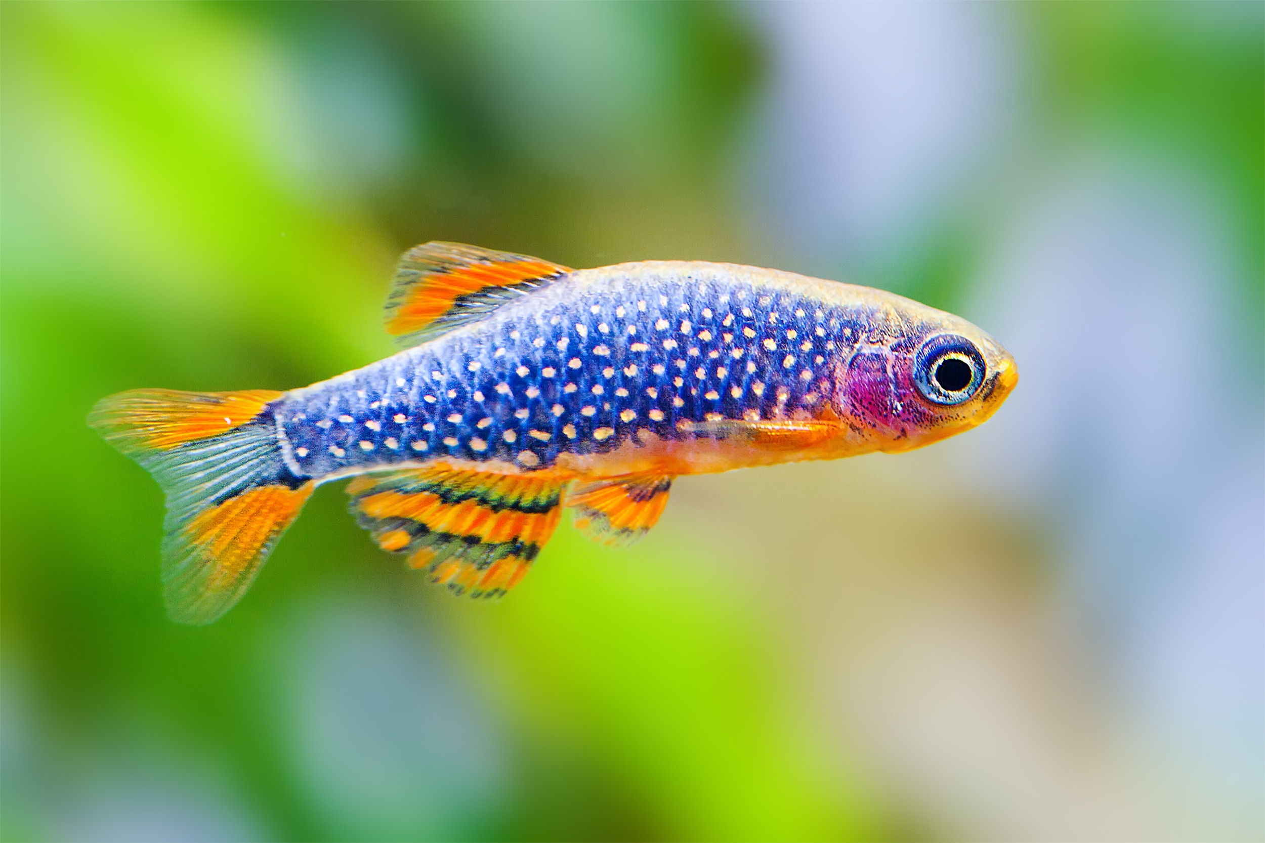 Top Freshwater Fish for Beginners PetMD